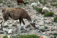 peru_0151.jpg